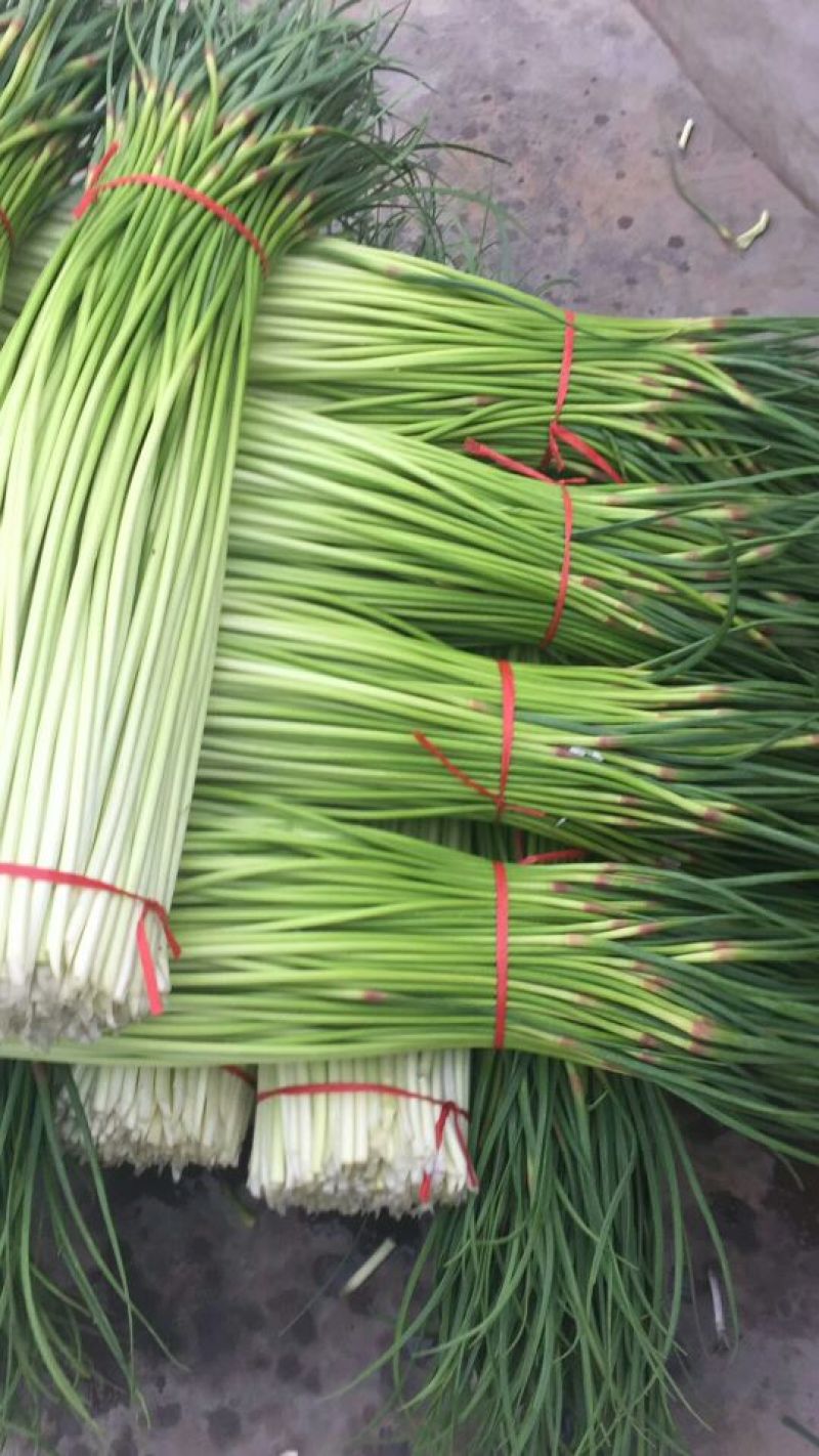 杂交红帽蒜薹新鲜精品白帽蒜苔大量上市，产地直销