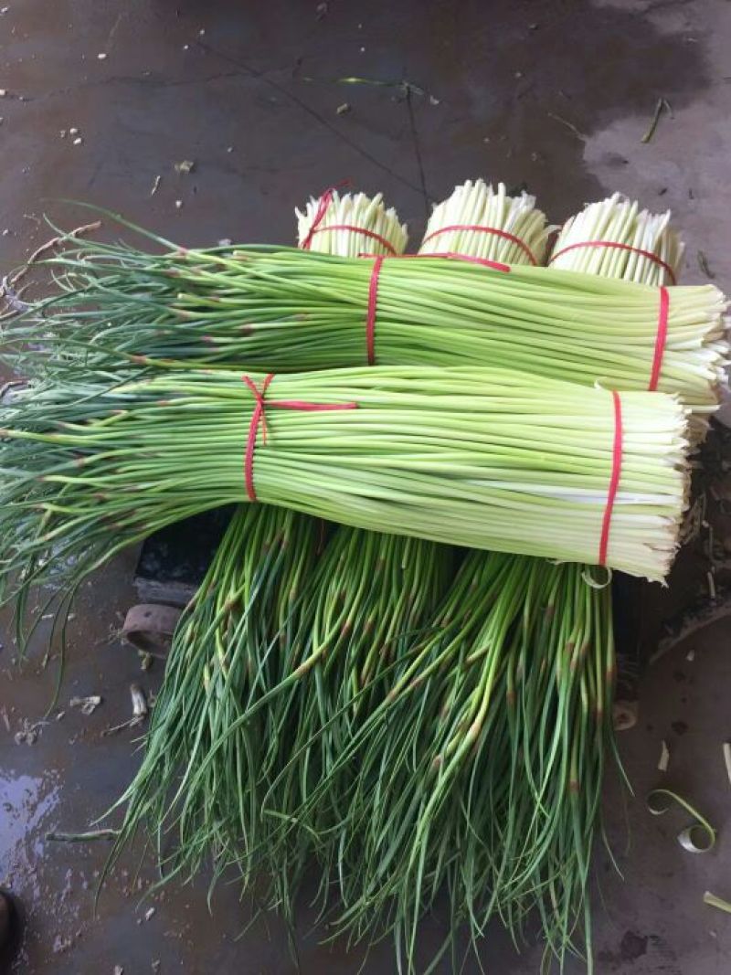 杂交红帽蒜薹新鲜精品白帽蒜苔大量上市，产地直销