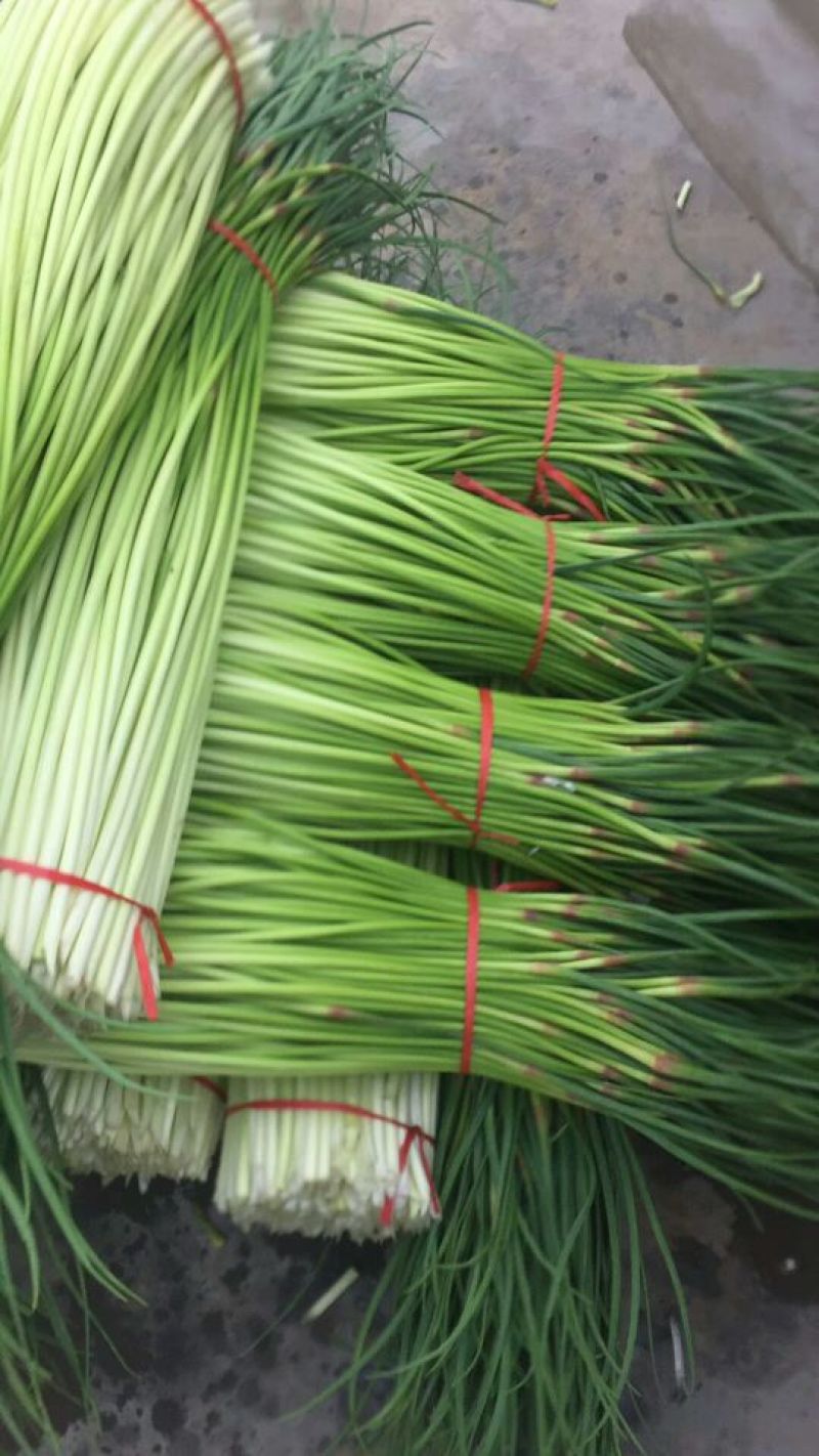 杂交红帽蒜薹新鲜精品白帽蒜苔大量上市，产地直销