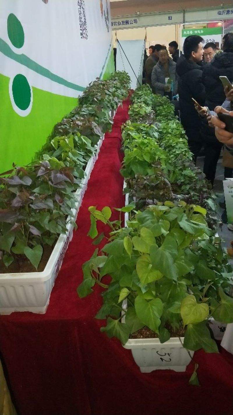 2020年脱毒薯苗已上市！