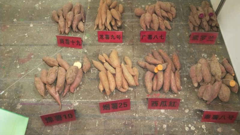 2020年脱毒薯苗已上市！