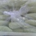 新鲜羊角蜜甜瓜统货1斤以上条直口感甜脆纯绿色食品
