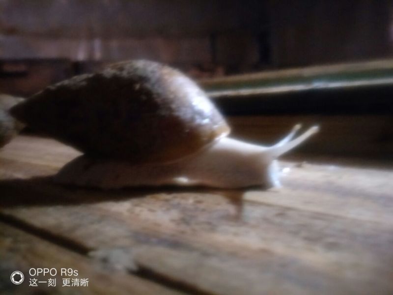 白玉蜗牛