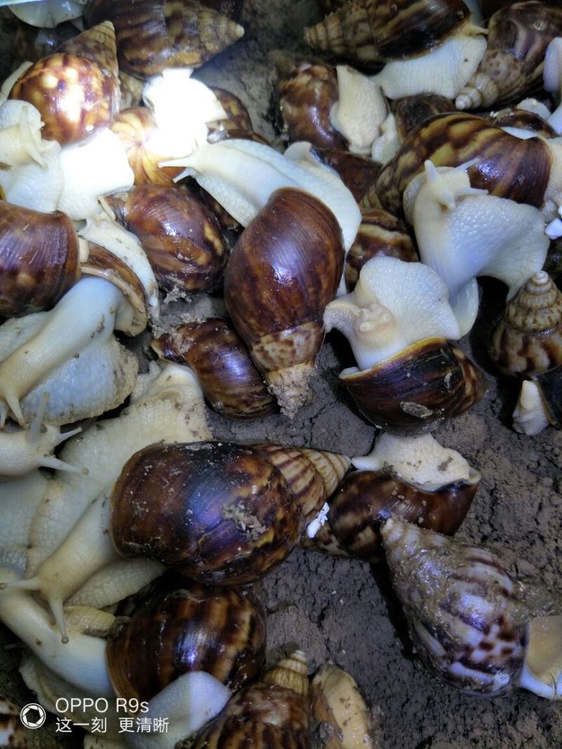 白玉蜗牛