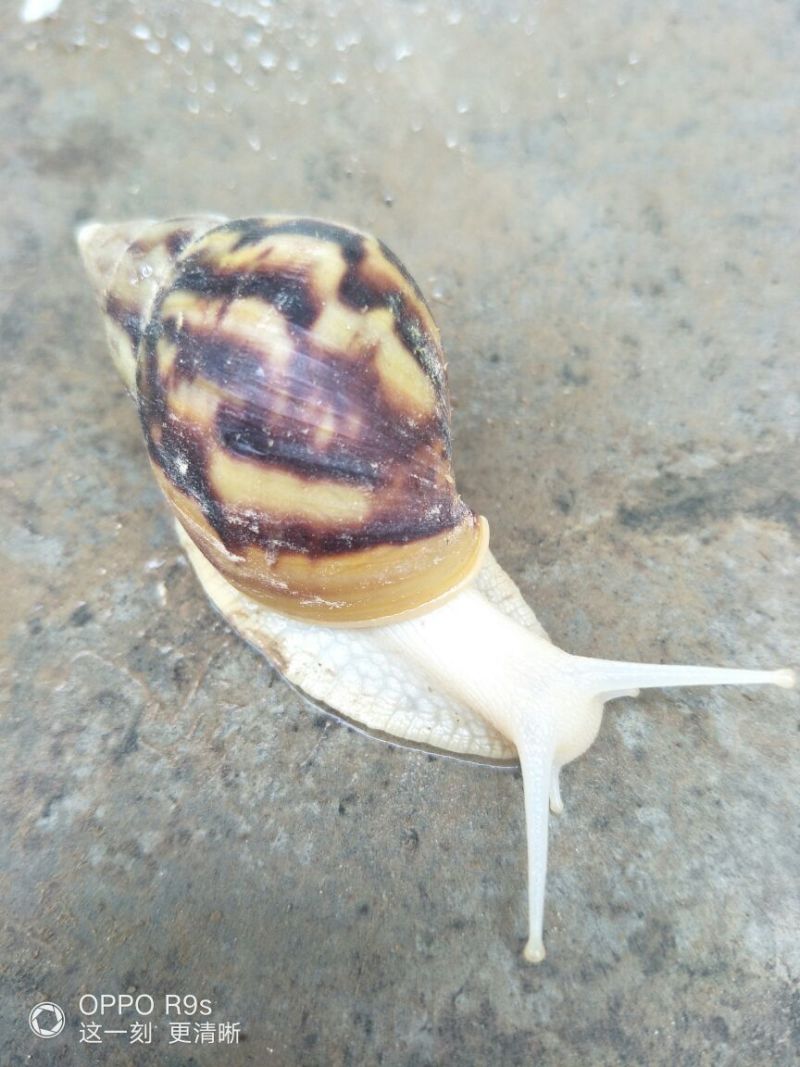 白玉蜗牛