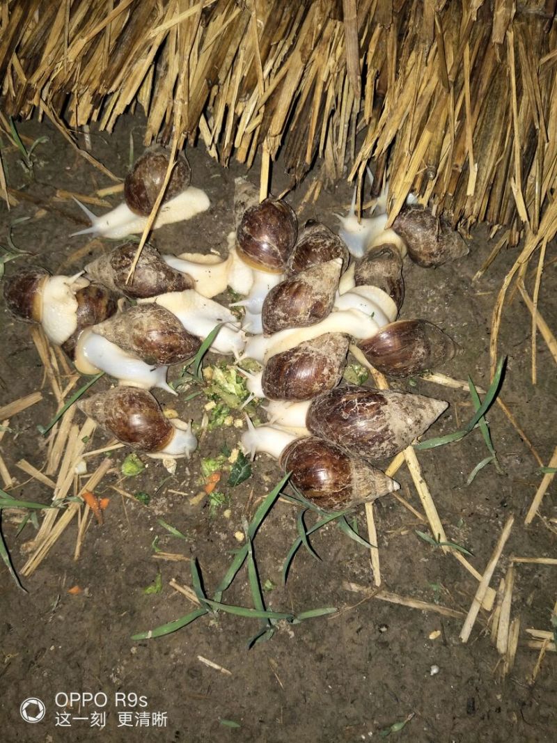 白玉蜗牛