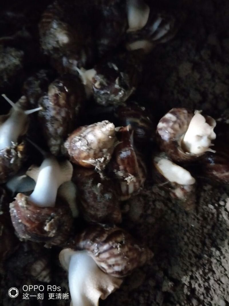 白玉蜗牛