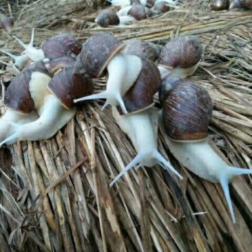 白玉蜗牛