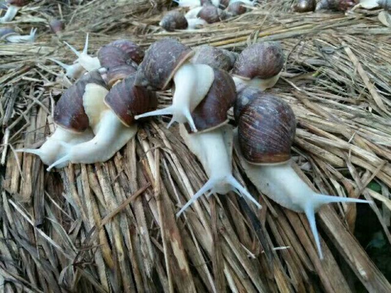 白玉蜗牛