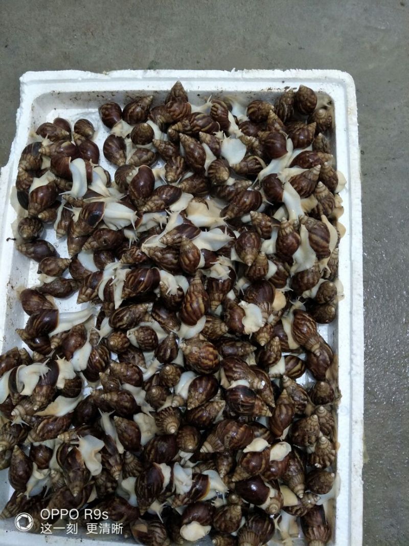 白玉蜗牛