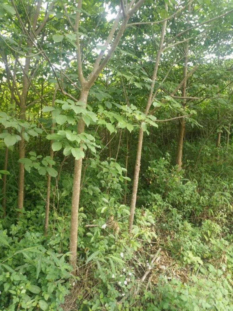 秋枫261~300cm