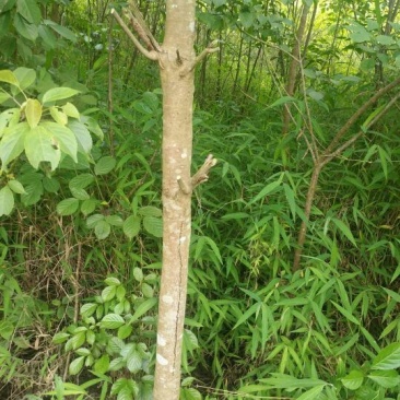 秋枫261~300cm