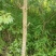 秋枫261~300cm
