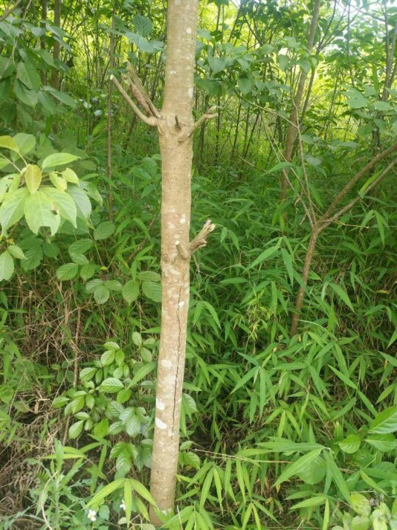 秋枫261~300cm