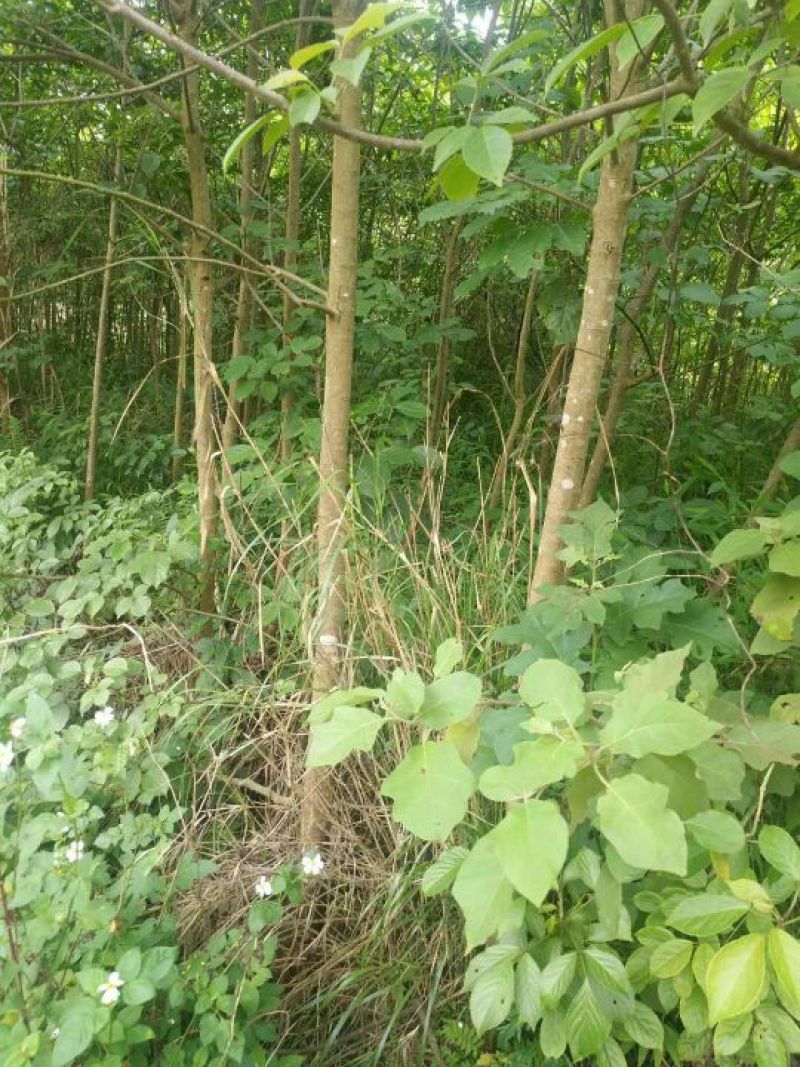 秋枫261~300cm