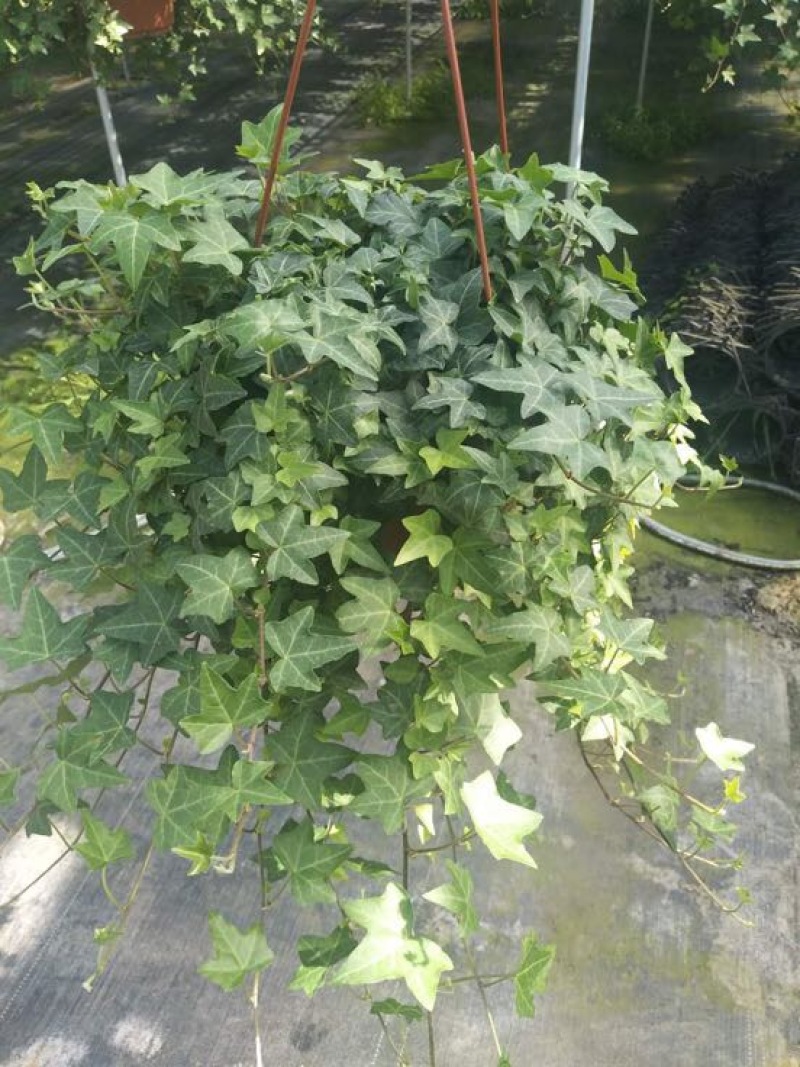 常春藤盆花含盆60~90cm