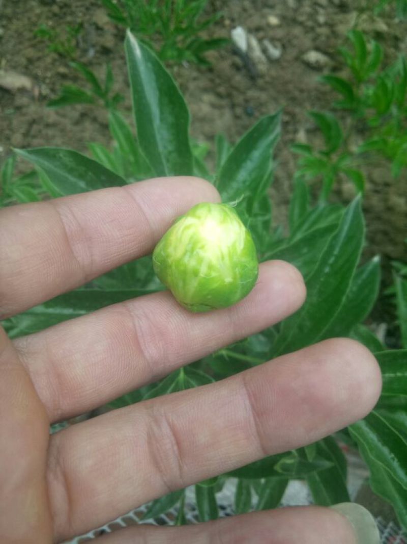 多花芍药2cm以下0.5米以下