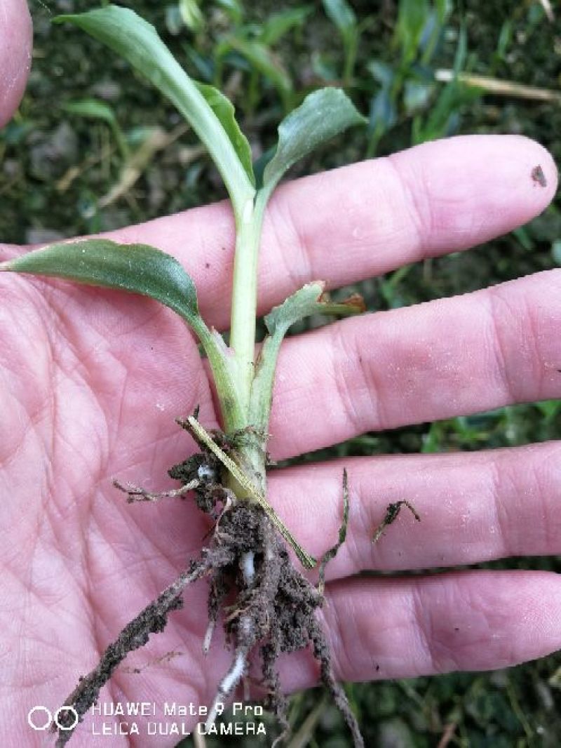 草果苗10cm以上