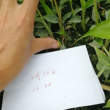 草果苗10cm以上