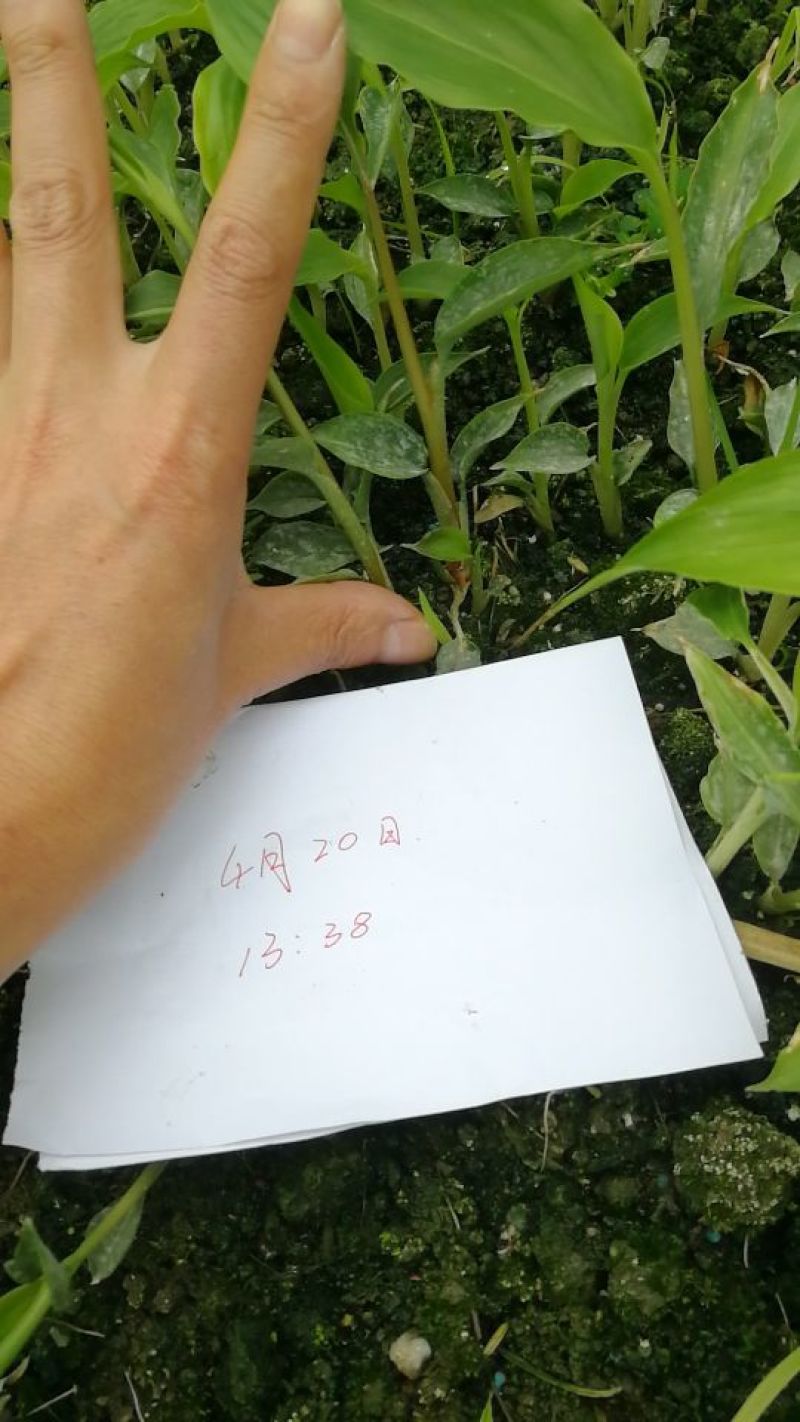 草果苗10cm以上