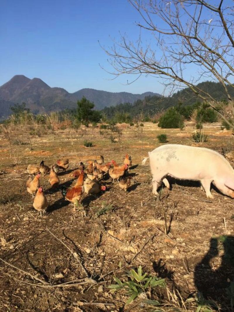 正宗高山土鸡蛋可视频在线看货支持线上担保交易