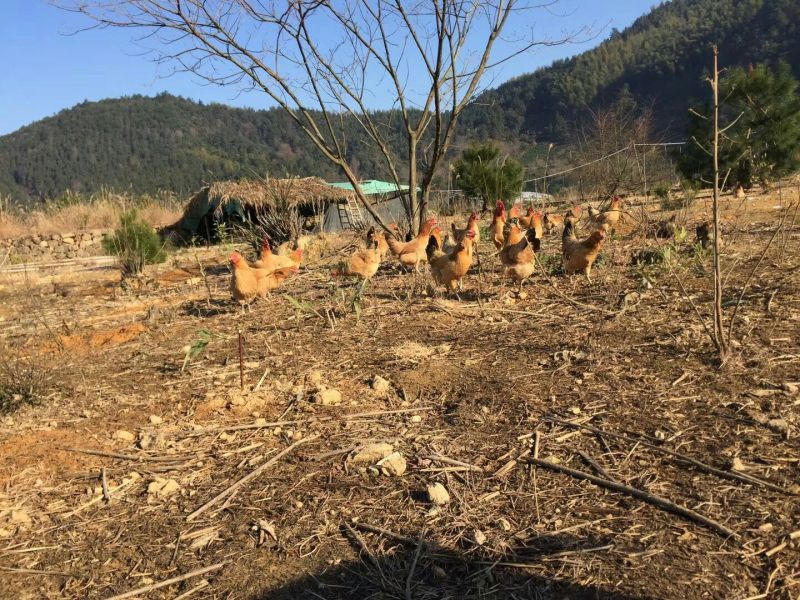 正宗高山土鸡蛋可视频在线看货支持线上担保交易