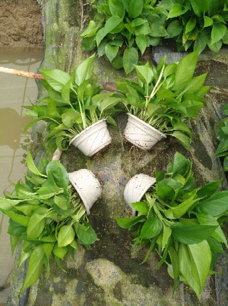 吊兰30~50cm