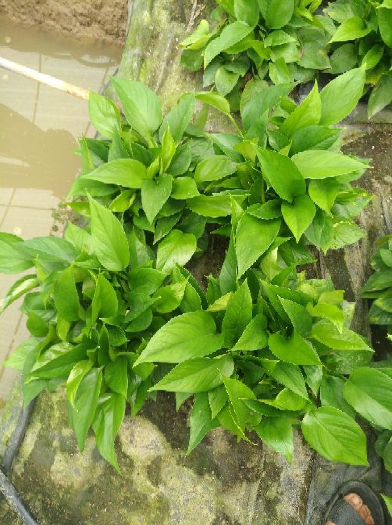 吊兰30~50cm