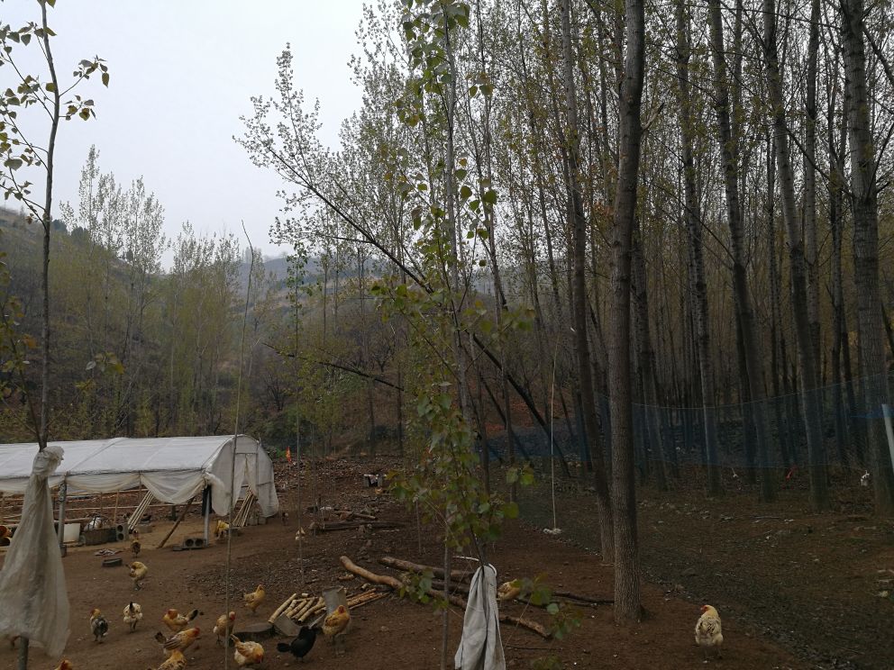 农户在山林间捡拾绿壳鸡蛋的场景