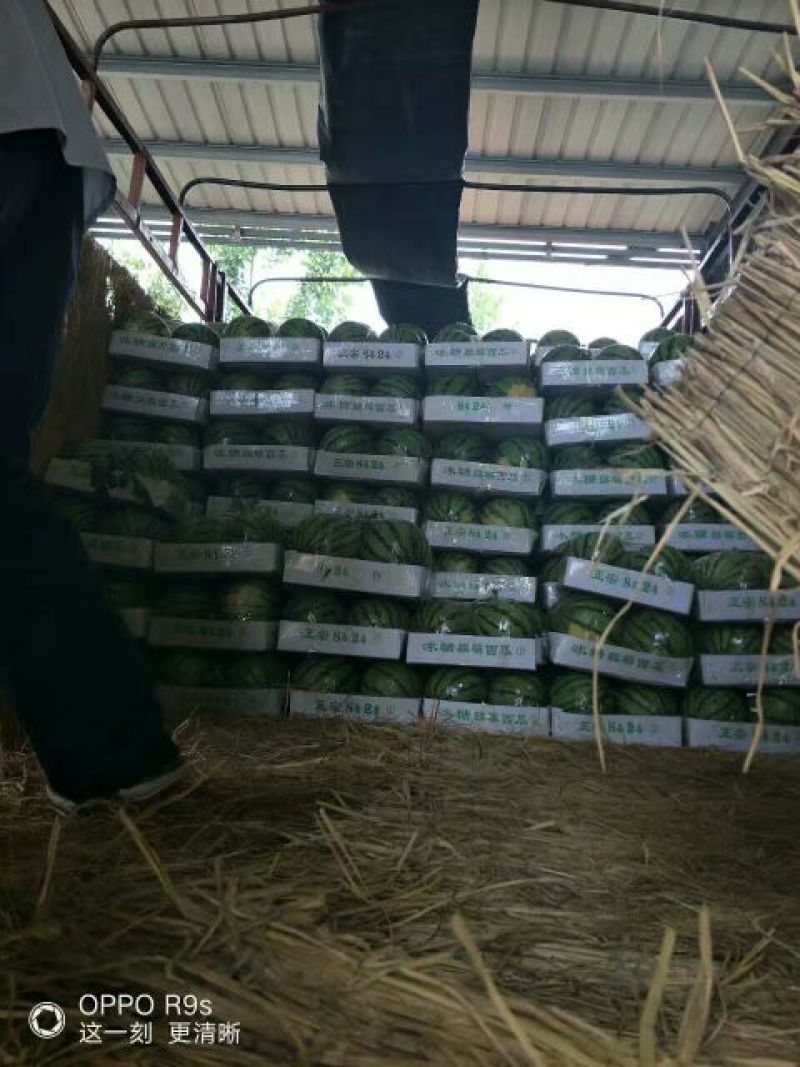 8424，美都，5斤打底8成熟1茬