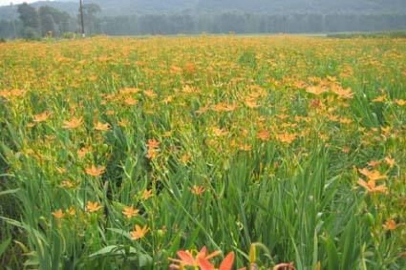 【射干种子】自家种植质优价廉适应性强易种高活