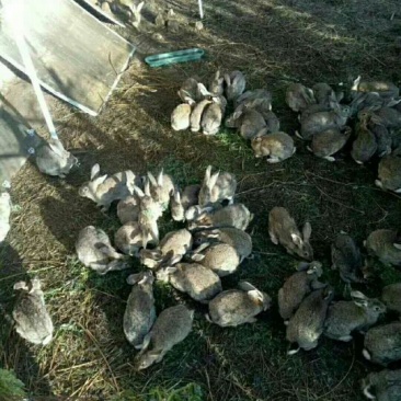 比利时种兔2~3kg