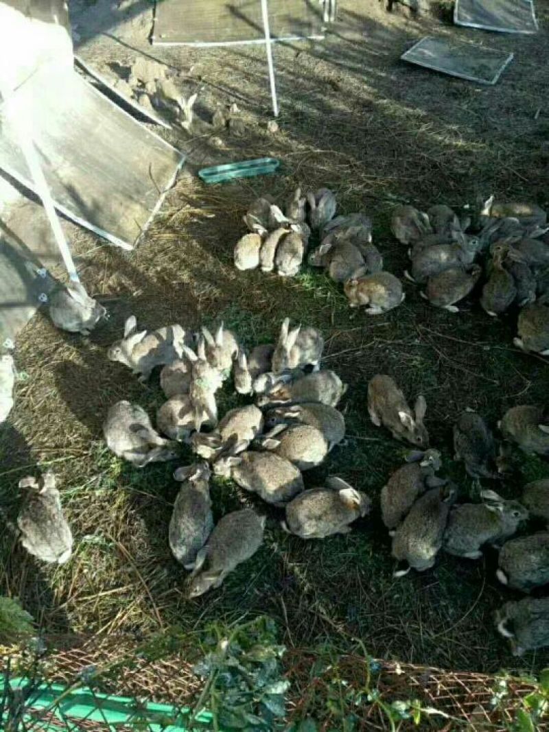 比利时种兔2~3kg