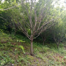 晚樱12~14cm