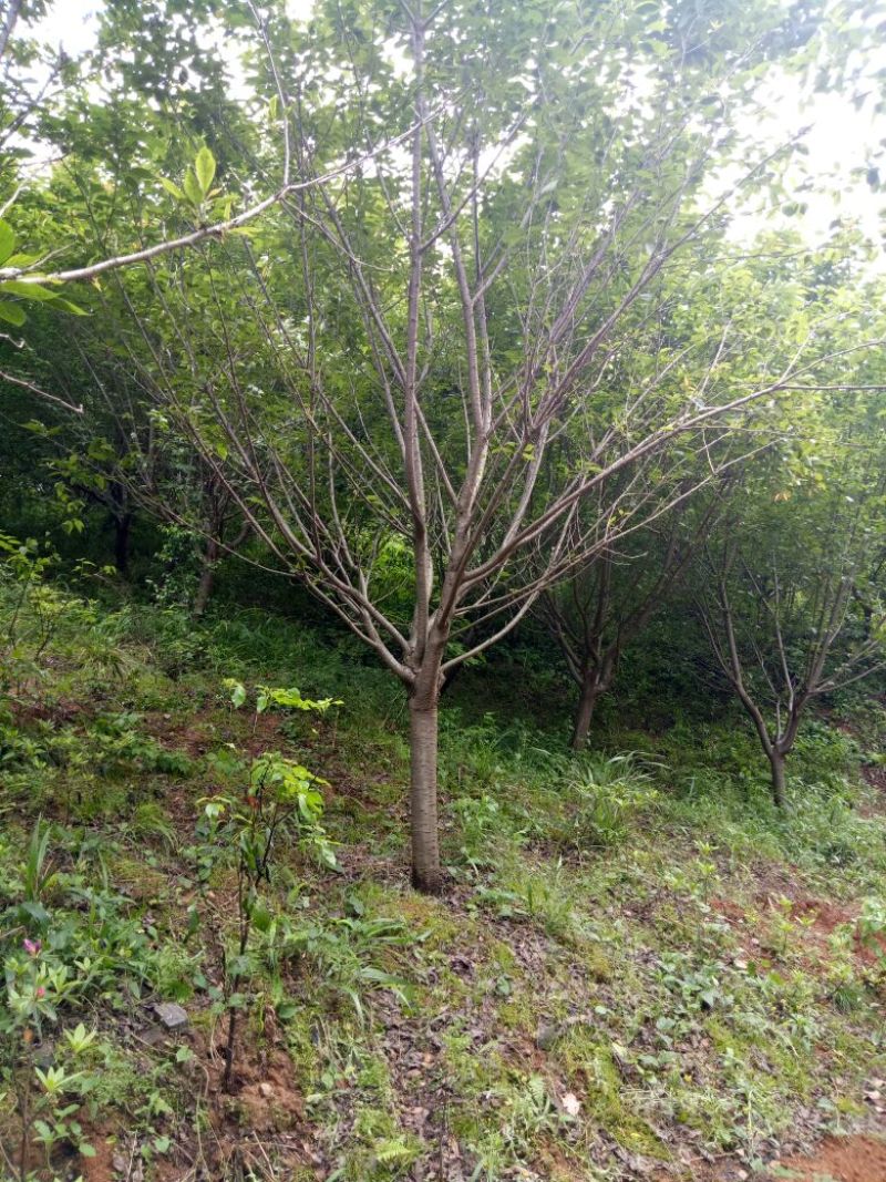 晚樱12~14cm