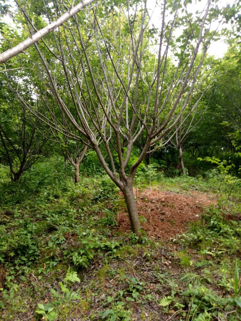 晚樱12~14cm