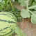 8424西瓜6斤打底8成熟1茬