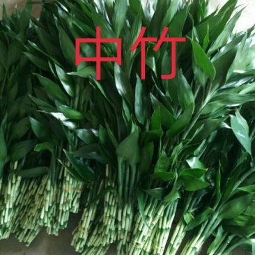 中竹中青中号富贵竹基地直销诚信经营物美价廉一手货源视频看