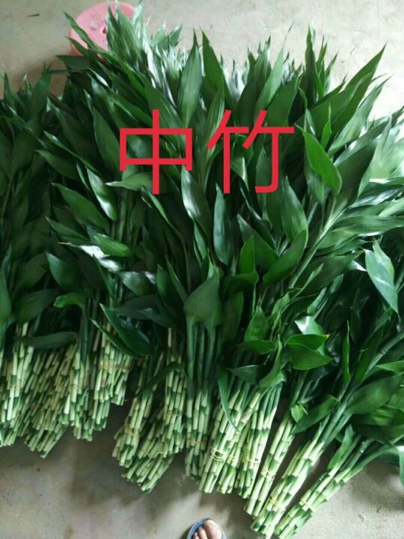 中竹中青中号富贵竹基地直销诚信经营物美价廉一手货源视频看