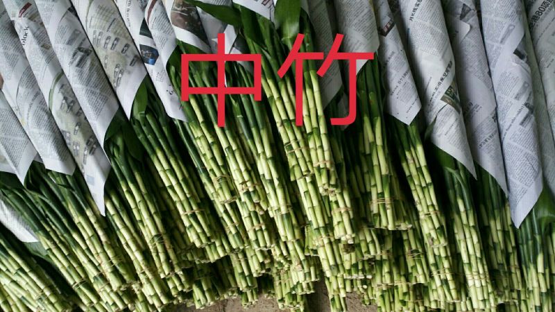 中竹中青中号富贵竹基地直销诚信经营物美价廉一手货源视频看
