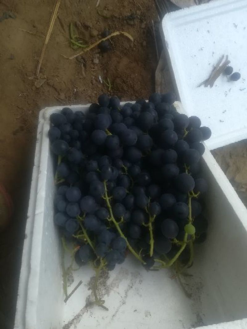 巨峰葡萄新鲜巨峰小果