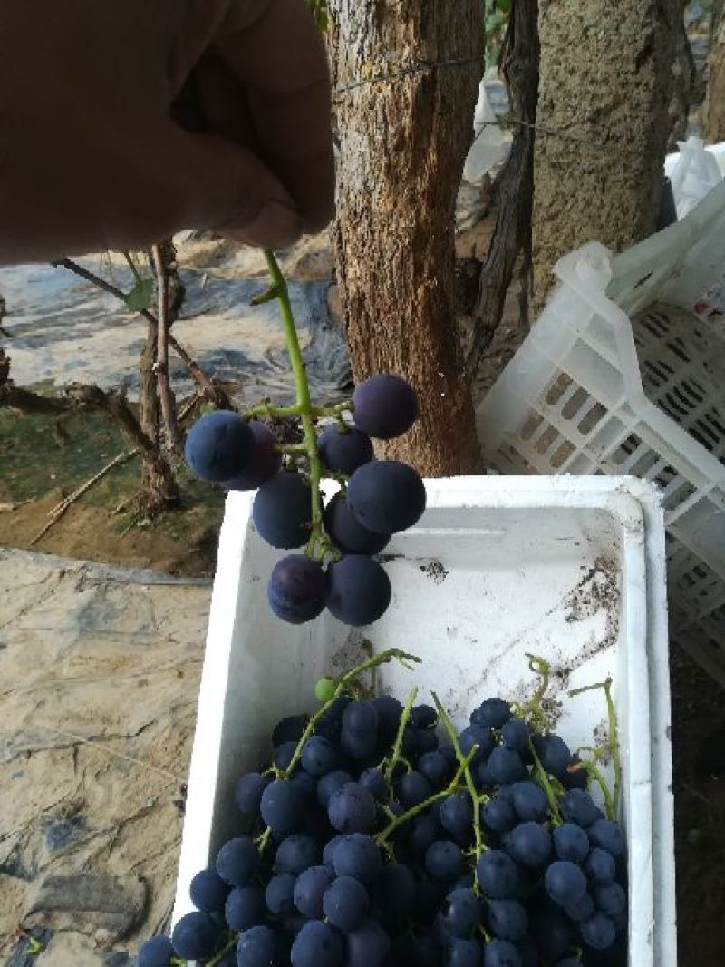 巨峰葡萄新鲜巨峰小果