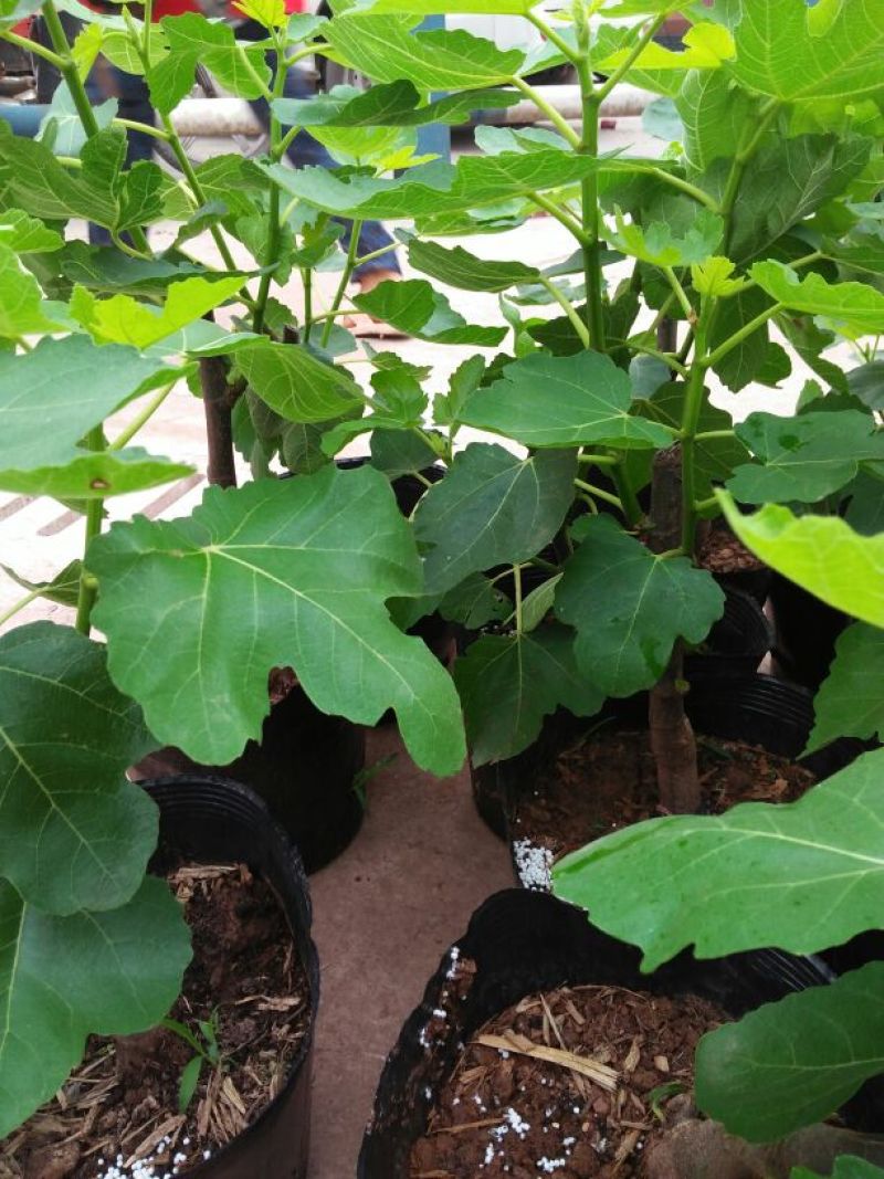 无花果树30~50cm