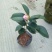 茶花树30~50cm
