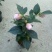 茶花树30~50cm