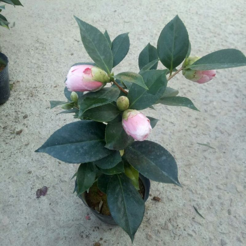 茶花树30~50cm