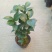 茶花树30~50cm
