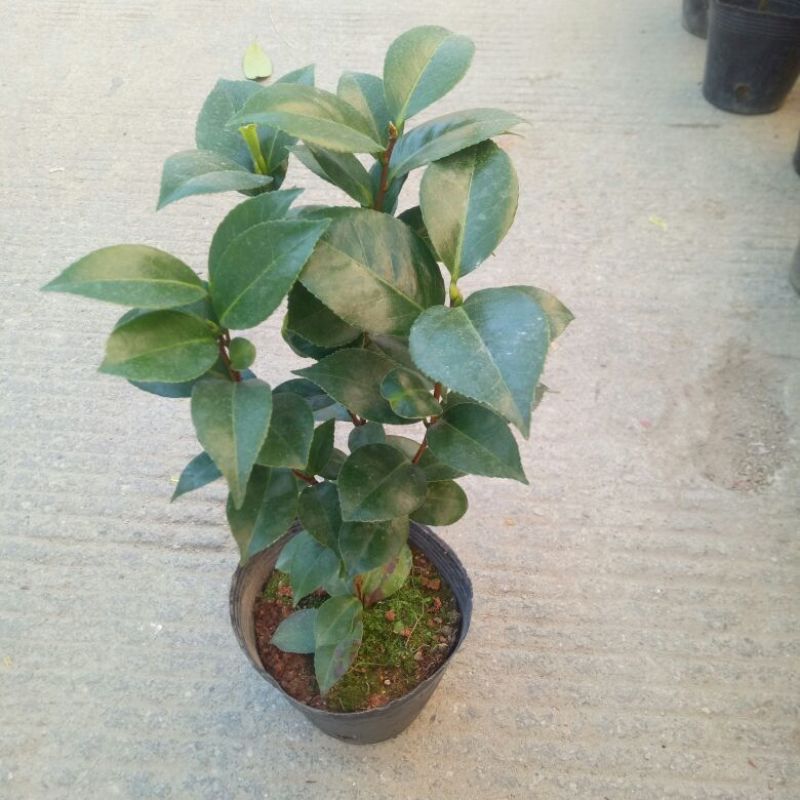 茶花树30~50cm