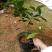 茶花树30~50cm