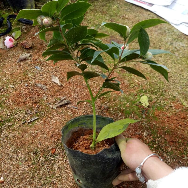 茶花树30~50cm